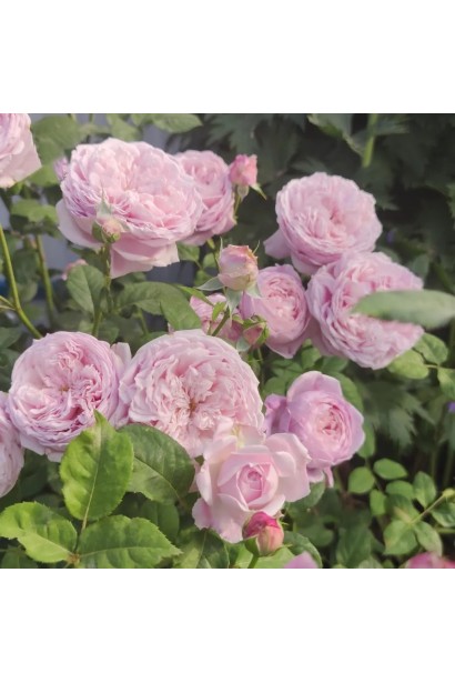 Англійська троянда Девіда Остіна Спіріт оф Фрідом плетиста